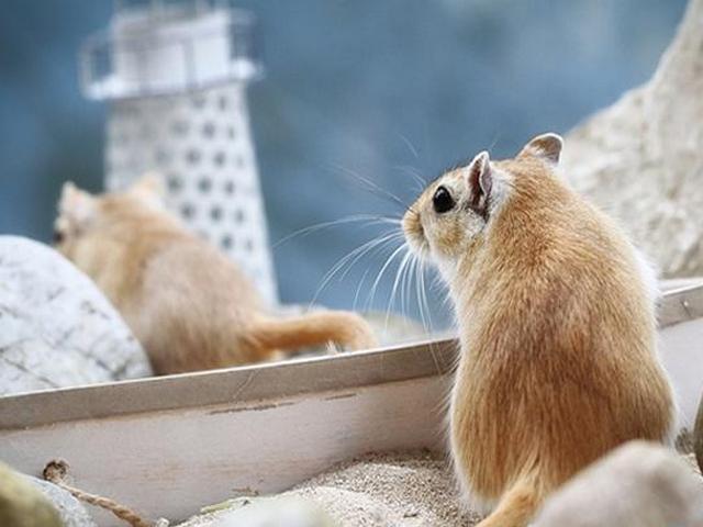 Содержание мышей и уход за ними в Алупке | ЗооТом - продажа, вязка и услуги для животных в Алупке