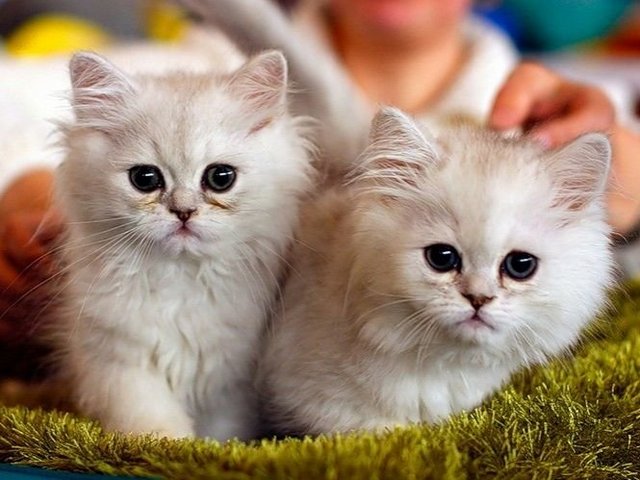 Породы кошек в Алупке | ЗооТом портал о животных