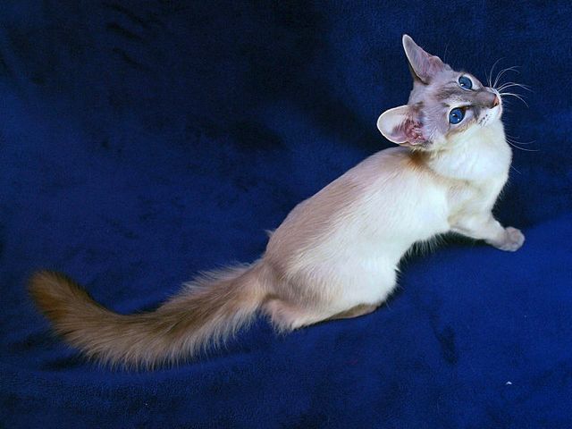 Выведенные породы кошек в Алупке | ЗооТом портал о животных