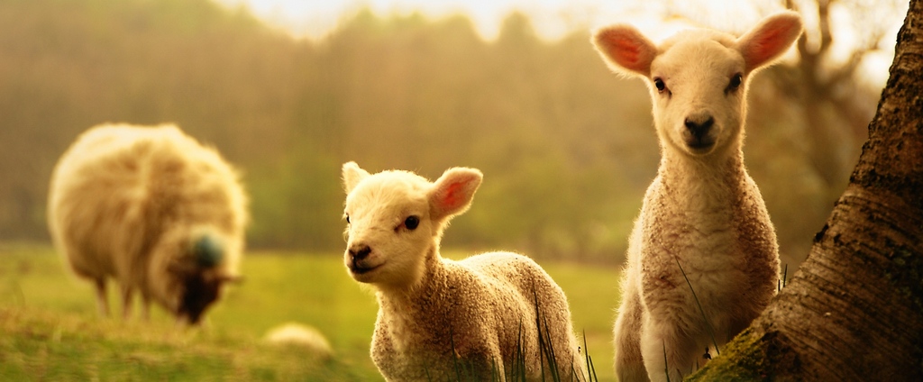 Объявления о сельскохозяйственных животных | ЗооТом - продажа, вязка и услуги для животных в Алупке