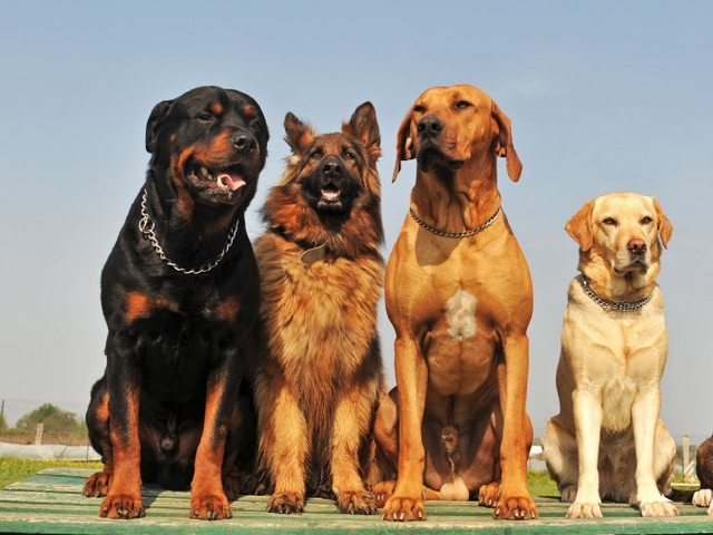 Крупные породы собак в Алупке | ЗооТом портал о животных